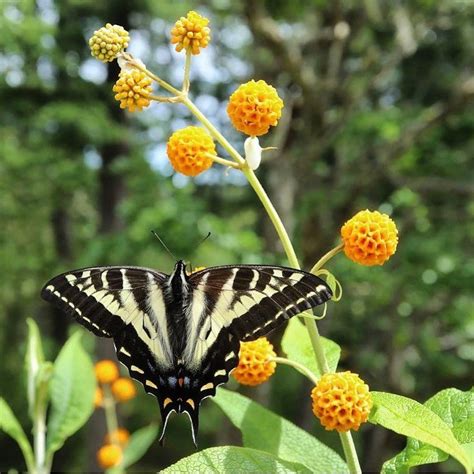 orange valls|Buddleja globosa 